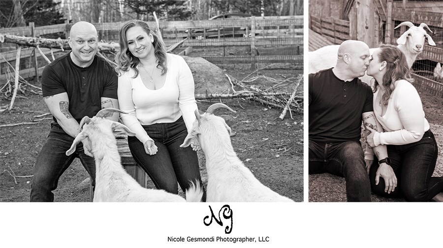 Engagement photo session with goats